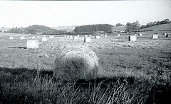 Bales in Two Rock Valley