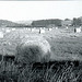 Bales in Two Rock Valley