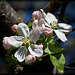 Lovely Apple Blossoms