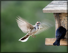 Lark Sparrow in Flight (Explore #22!)