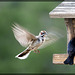 Lark Sparrow in Flight (Explore #22!)