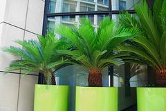 Pot Palms