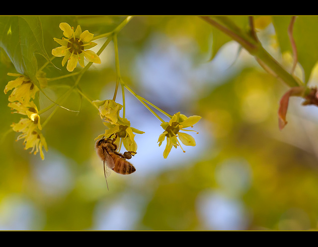 Honey Bee on Maple Flower
