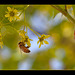 Honey Bee on Maple Flower