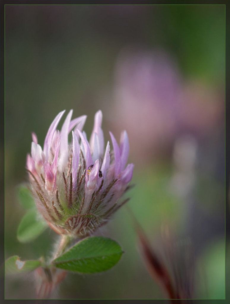 Small-head Clover: The 104th Flower of Spring & Summer!