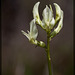 Rogue River Locoweed: The 63rd Flower of Spring & Summer!!
