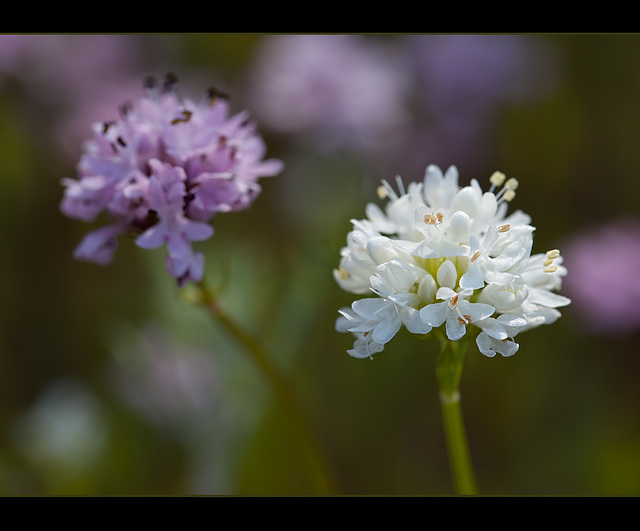 112/365: "True delight is in the finding out rather than in the knowing." ~ Isaac Asimov