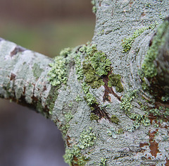 Rowan tree bark algae