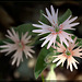 Stringflower: The 133nd Flower of Spring & Summer!