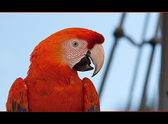 Breathtaking Ruby Macaw Hybrid