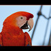 Breathtaking Ruby Macaw Hybrid