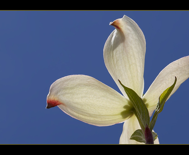 111/365: "Each flower is a soul opening out to nature." ~ Gérard De Nerval