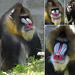 San Francisco Zoo: Mandrill Baboon
