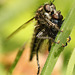 Robberfly with Lunch Date