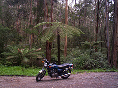 Bluey's first ride in Australia