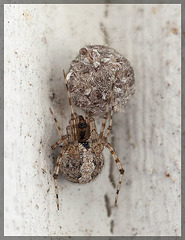 Tiny Orb Weaver Mother with Egg Sac (2 more pix below!)