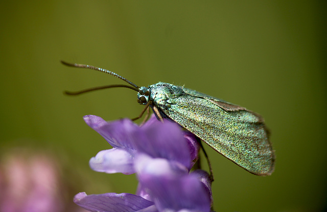Forester Moth Posing