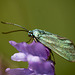 Forester Moth Posing