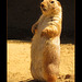 San Francisco Zoo: Prairie Dog, and Janet Has Officially LOST IT!!