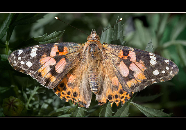 Jackson County Fair: Painted Lady Butterfly