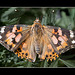 Jackson County Fair: Painted Lady Butterfly