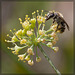 Bees, Bees, Bees! (More pix below!)