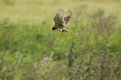 Kestrel Falco tinnunculus