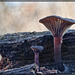 Pair of Mushrooms (More pictures below!)