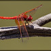 Male Cardinal Meadowawk Dragonfly Close-Up