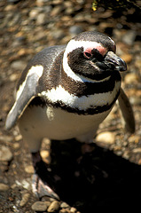 Penguin Sentry