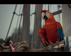 Ruby Macaw Hybrid