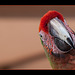 O Hai! Behold the Catalina Macaw Hybrid