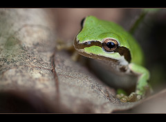 109/365: "I'd kiss a frog even if there was no promise of a Prince Charming popping out of it. I love frogs." ~ Cameron Diaz