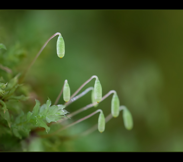 Sporophyte Tear Drops