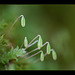 Sporophyte Tear Drops