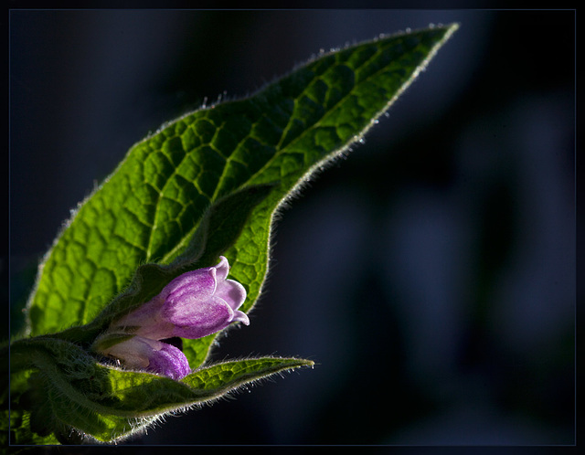 Comfry Blossoms: The 103rd Flower of Spring & Summer!