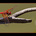 Male Cardinal Meadowawk Dragonfly!