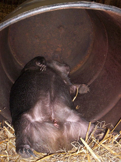 wombat sleeping on its back