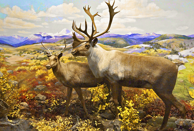 Caribou Diorama – Carnegie Museum of Natural History, Pittsburgh, Pennsylvania