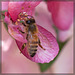 Precious Honey Bee on Apple Blossom