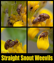 Straight Snout Weevils