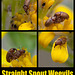 Straight Snout Weevils