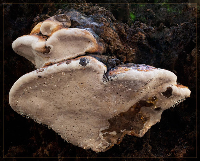 Dew-Covered Shelf Fungus (4 more pictures below)