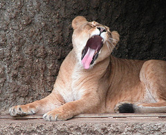 A visit to Artis (Amsterdam zoo): lioness