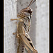 Short-Horned Grasshopper on the Wall
