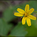 7-Petal Yellow Hawkweed: The 127th Flower of Spring & Summer!