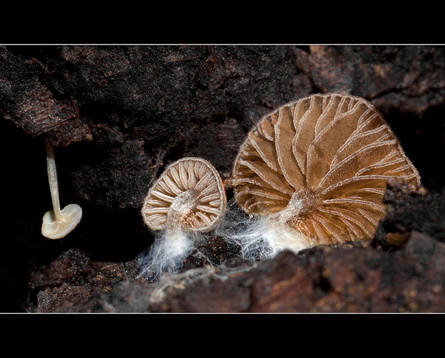The Trio of Mushrooms