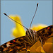Painted Lady Butterfly from Below Close-Up