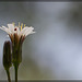 White Hawkweed: The 126th Flower of Spring & Summer!