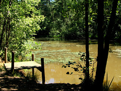 Pond in Natuurpark Brachtenwald